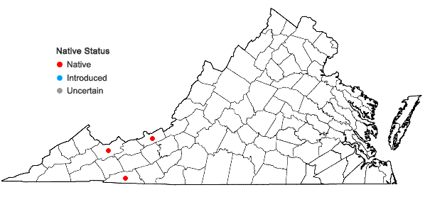 Locations ofIlex collina Alexander in Virginia