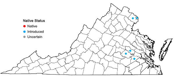 Locations ofIlex cornuta Lindley in Virginia