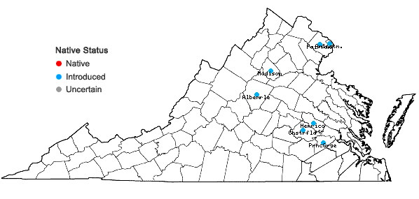 Locations ofIlex cornuta Lindley in Virginia