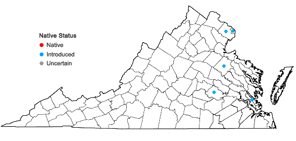 Locations ofIlex crenata Thunberg in Virginia