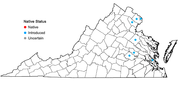 Locations ofIlex crenata Thunberg in Virginia