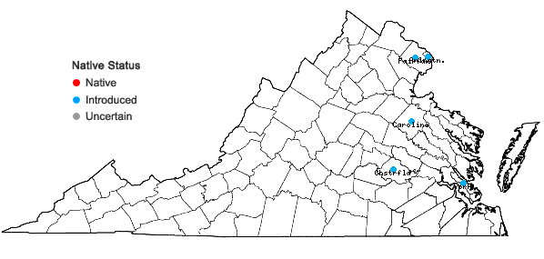 Locations ofIlex crenata Thunberg in Virginia