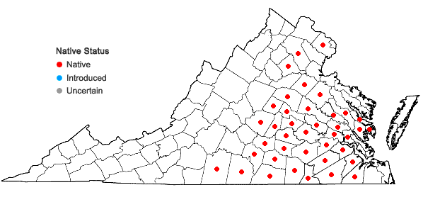 Locations ofIlex decidua Walt. in Virginia