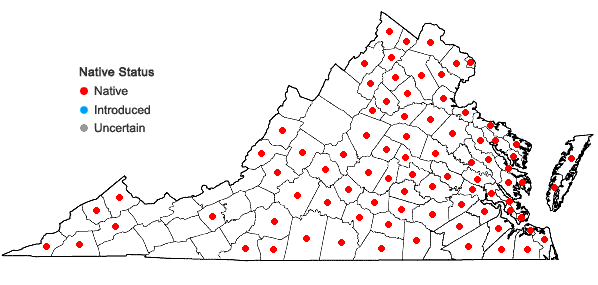 Locations ofIpomoea lacunosa L. in Virginia