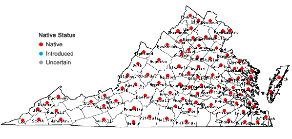 Locations ofIpomoea pandurata (L.) G.F.W. Mey. in Virginia