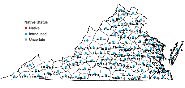 Locations ofIpomoea purpurea (L.) Roth in Virginia