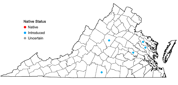Locations ofIpomoea triloba L. in Virginia