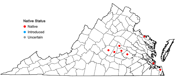 Locations ofIresine rhizomatosa Standley in Virginia