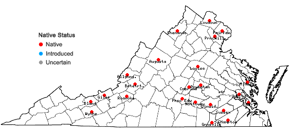 Locations ofIsoetes engelmannii A. Braun in Virginia