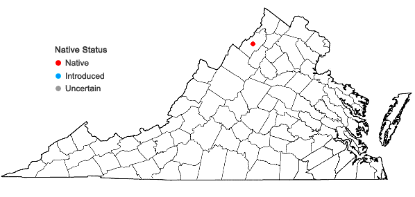 Locations ofIsoetes lacustris L. in Virginia