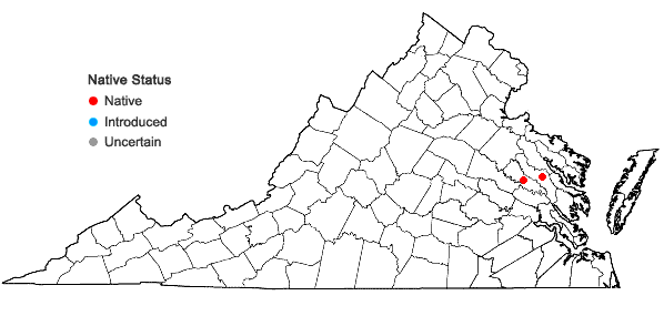 Locations ofIsoetes × carltaylori Musselman in Virginia
