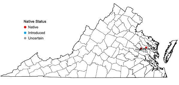 Locations ofIsoetes × carltaylori Musselman in Virginia