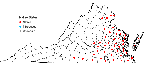 Locations ofItea virginica L. in Virginia