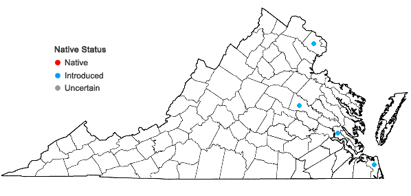 Locations ofJacquemontia tamnifolia (L.) Griseb. in Virginia