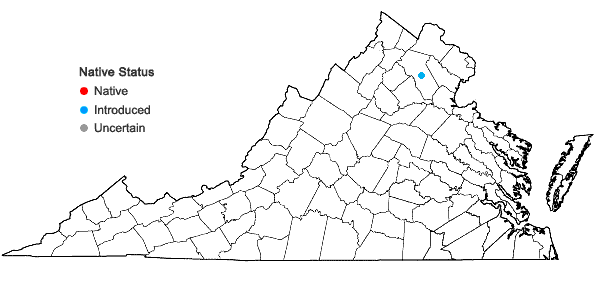 Locations ofJasminum nudiflorum Lindley in Virginia