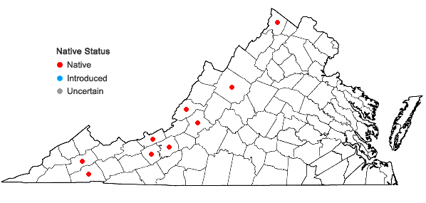 Locations ofJuncus brachycephalus (Engelm.) Buch. in Virginia