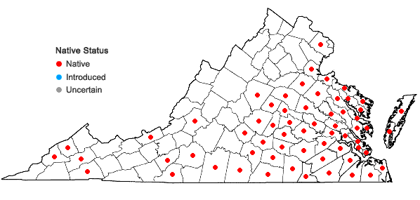 Locations ofJuncus coriaceus Mackenzie in Virginia