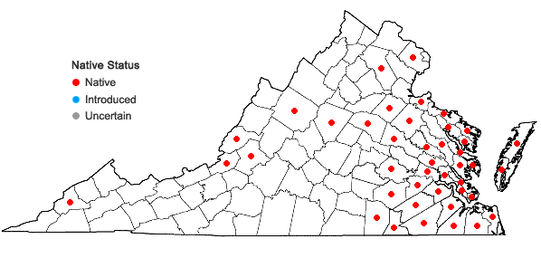Locations ofJuncus debilis Gray in Virginia