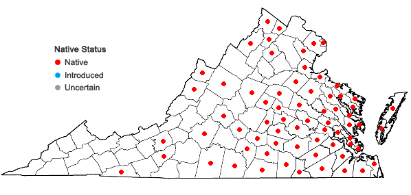 Locations ofJuncus dichotomus Ell. in Virginia