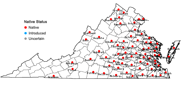 Locations ofJuncus dichotomus Ell. in Virginia