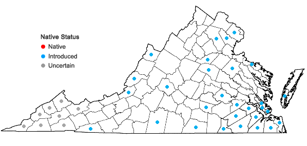 Locations ofJuncus diffusissimus Buckl. in Virginia