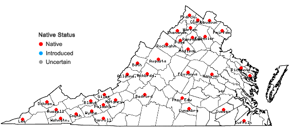 Digital Atlas of the Virginia Flora | Juncus dudleyi Wieg.