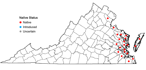 Locations ofJuncus roemerianus Scheele in Virginia