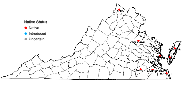Locations ofJuncus scirpoides Lam. var. compositus Harper in Virginia