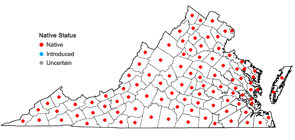 Locations ofKalmia latifolia L. in Virginia