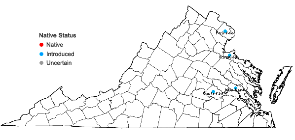 Locations ofKerria japonica (L.) DC. in Virginia