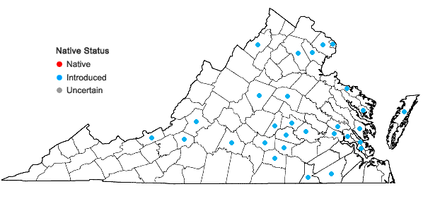 Locations ofKickxia elatine (L.) Dumort. in Virginia