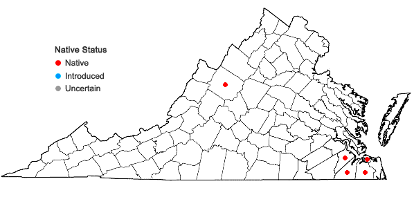 Locations ofLachnanthes caroliniana (Lam.) Dandy in Virginia