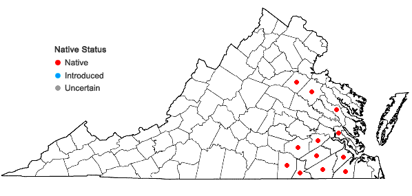 Locations ofLachnocaulon anceps (Walt.) Morong in Virginia