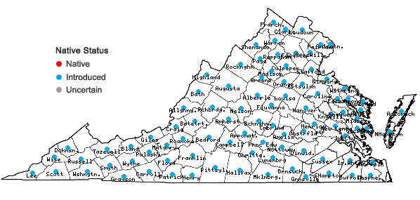 Locations ofLathyrus latifolius L. in Virginia