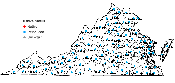 Locations ofLathyrus latifolius L. in Virginia