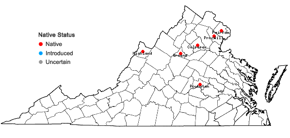 Locations ofLechea intermedia Leggett ex Britt. var. intermedia in Virginia