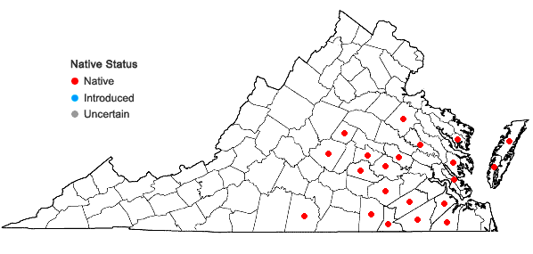 Locations ofLechea minor L. in Virginia