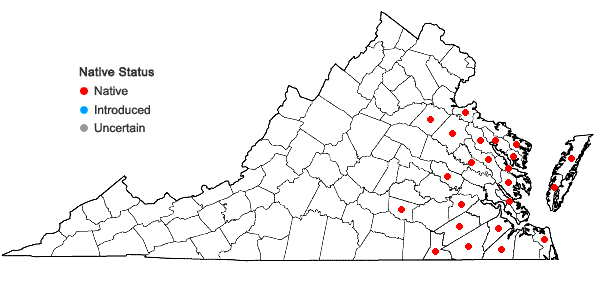 Locations ofLechea pulchella Raf. var. ramosissima (Hodgdon) Sorrie & Weakley in Virginia