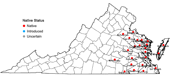 Locations ofLechea pulchella Raf. var. ramosissima (Hodgdon) Sorrie & Weakley in Virginia