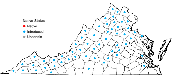 Locations ofLeonurus cardiaca L. ssp. cardiaca in Virginia