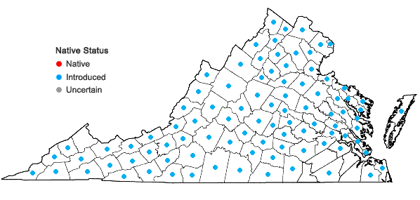 Locations ofLepidium campestre (Linnaeus) R. Brown in Virginia