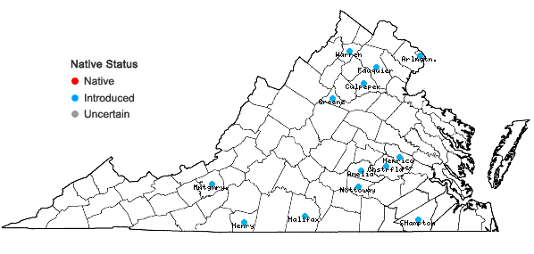 Locations ofLepidium densiflorum Schrad. in Virginia