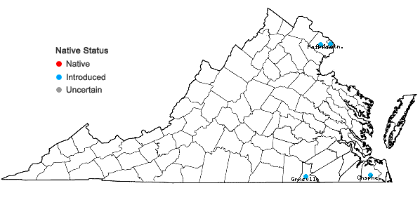 Locations ofLepidium ruderale Linnaeus in Virginia