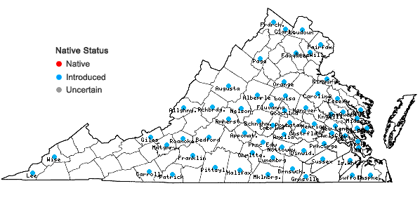 Digital Atlas of the Virginia Flora | Lespedeza bicolor Turcz.