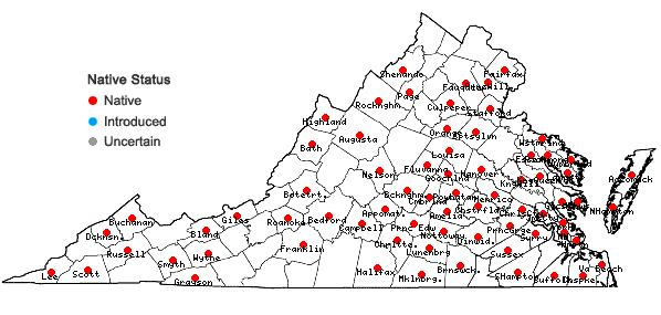 Locations ofLeucobryum albidum (Brid. ex P. Beauv.) Lindb. in Virginia