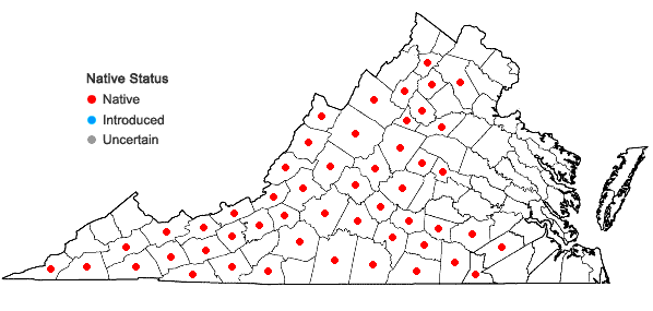 Locations ofLigusticum canadense (L.) Britt. in Virginia