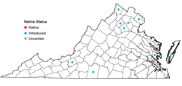 Locations ofLigustrum obtusifolium Sieb. & Zucc. var. suave (Kitag.) H. Hara in Virginia