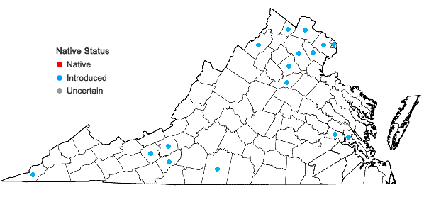 Locations ofLigustrum obtusifolium Sieb. & Zucc. var. obtusifolium in Virginia