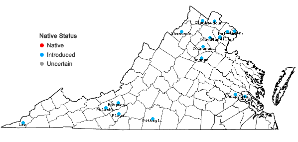 Locations ofLigustrum obtusifolium Sieb. & Zucc. var. obtusifolium in Virginia