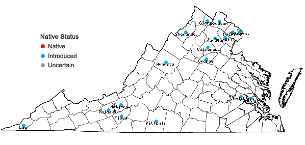 Locations ofLigustrum obtusifolium Sieb. & Zucc. var. obtusifolium in Virginia